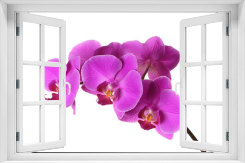 Fototapeta Naklejka Na Ścianę Okno 3D - Pink phalaenopsis on a white background, flowers closeup, branch of orchid.