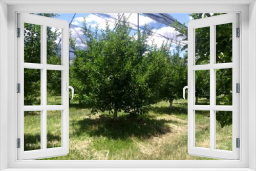 Fototapeta Naklejka Na Ścianę Okno 3D - #apples #forever #34