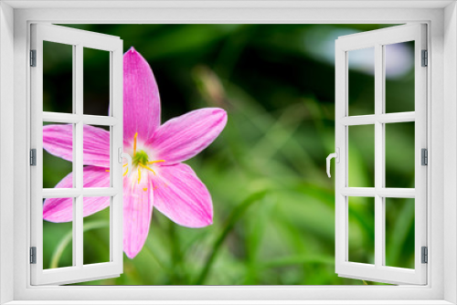 Fototapeta Naklejka Na Ścianę Okno 3D - pink flower in the garden