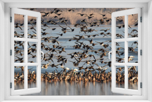 Fototapeta Naklejka Na Ścianę Okno 3D - flock of birds on the lake