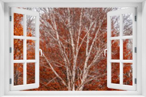 Fototapeta Naklejka Na Ścianę Okno 3D - Birch Tree in front