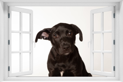 Fototapeta Naklejka Na Ścianę Okno 3D - Small black puppy on white background