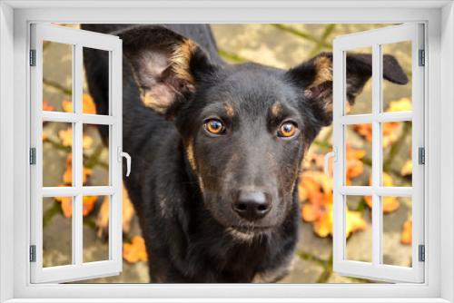 Fototapeta Naklejka Na Ścianę Okno 3D - friendly half-breed dog.  black puppy