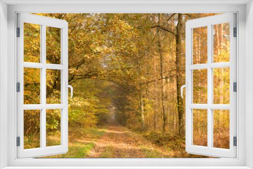 Fototapeta Naklejka Na Ścianę Okno 3D - Golden autumn in deciduous forest, Europe