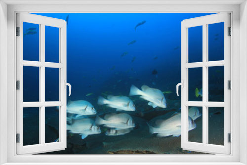 Fototapeta Naklejka Na Ścianę Okno 3D - Fish school on coral reef 