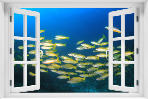 Fototapeta Naklejka Na Ścianę Okno 3D - Fish school on coral reef underwater 