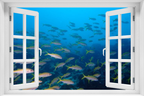 Fototapeta Naklejka Na Ścianę Okno 3D - アカヒメジ　魚群