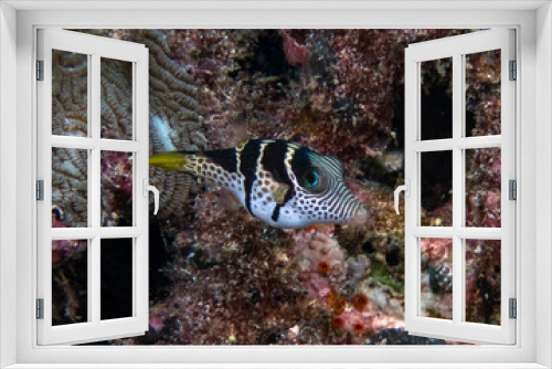 Fototapeta Naklejka Na Ścianę Okno 3D - Black Saddled Toby (Canthigaster valentini) in the Indian Ocean