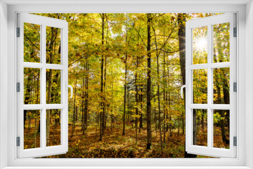 Fototapeta Naklejka Na Ścianę Okno 3D - Sunlight through Autumn Leaves, New York