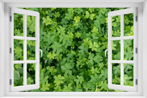 Fototapeta Naklejka Na Ścianę Okno 3D - Green leaves plant background