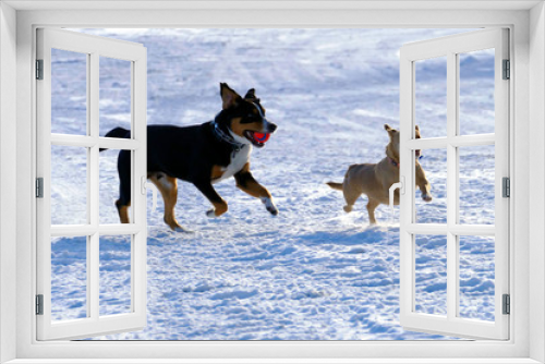 Fototapeta Naklejka Na Ścianę Okno 3D - Two dogs chasing each other in the snow