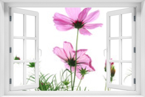 Fototapeta Naklejka Na Ścianę Okno 3D - pink daisies in grass field with white background