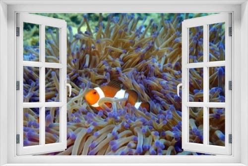Fototapeta Naklejka Na Ścianę Okno 3D - Closeup and macro shot of Western Clown fish or anemone fish while leisure diving in Tunku Abdul Rahman Park, Kota Kinabalu, Sabah. Malaysia, Borneo. 