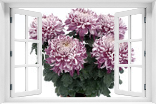 Fototapeta Naklejka Na Ścianę Okno 3D - chrysanthème en conteneur
