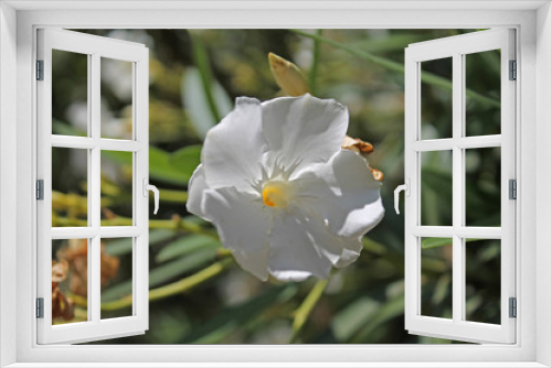 Fototapeta Naklejka Na Ścianę Okno 3D - white oleander in garden
