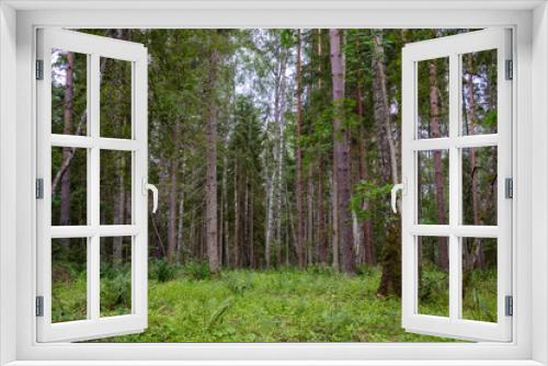 Fototapeta Naklejka Na Ścianę Okno 3D - forest details with tree trunks and green foliage in summer