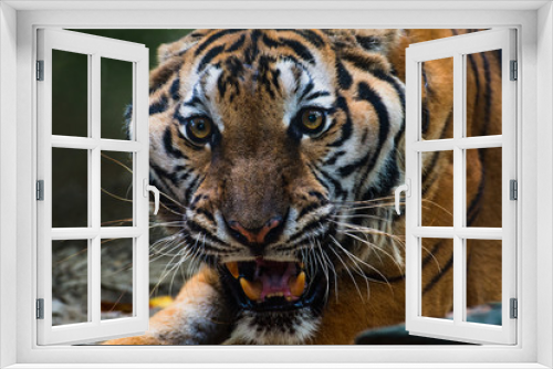 Fototapeta Naklejka Na Ścianę Okno 3D - Close Up Portraits of roaring Tiger.