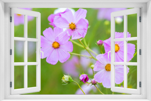 Fototapeta Naklejka Na Ścianę Okno 3D - Pink cosmos flowers against green background