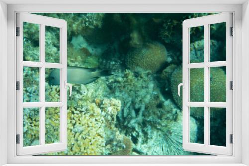 Fototapeta Naklejka Na Ścianę Okno 3D - Underwater world landscape coral reef fishes wildlife marine life