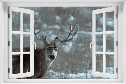 Fototapeta Naklejka Na Ścianę Okno 3D - Male mule deer on a sunny winter day near Denver, Colorado