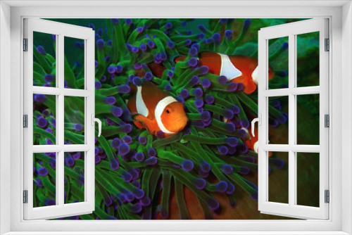 Fototapeta Naklejka Na Ścianę Okno 3D - Closeup and macro shot of Western Clownfish or anemonefish with earth globe shape, while diving in Tunku Abdul Rahman Park, Kota Kinabalu, Sabah. Malaysia, Borneo.