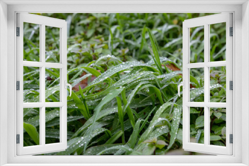 Fototapeta Naklejka Na Ścianę Okno 3D - Fresh green grass covered with dew drops close up.