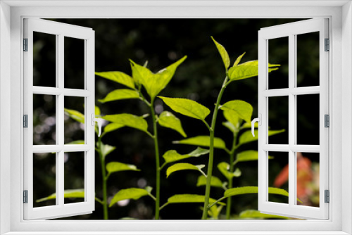 Fototapeta Naklejka Na Ścianę Okno 3D - Colubrina asiatica at garden
