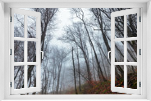 Fototapeta Naklejka Na Ścianę Okno 3D - Crown of bare trees in fog