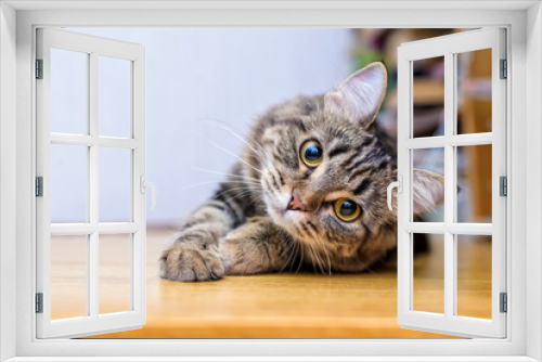 Fototapeta Naklejka Na Ścianę Okno 3D - Portrait of a beautiful gray striped cat close up