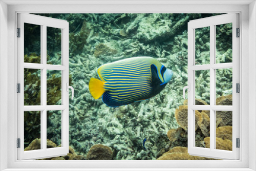 Fototapeta Naklejka Na Ścianę Okno 3D - Emperor Fish