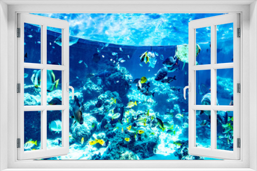 Fototapeta Naklejka Na Ścianę Okno 3D - サンゴ礁に住む魚たち