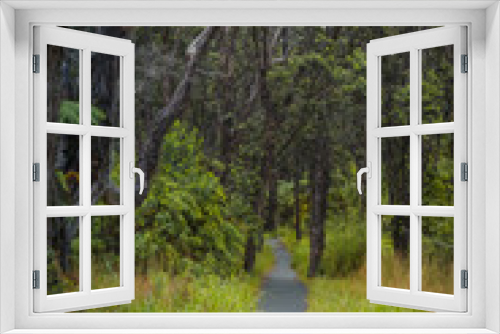 Fototapeta Naklejka Na Ścianę Okno 3D - Into forest