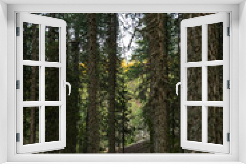Fototapeta Naklejka Na Ścianę Okno 3D - Trail through the Forest