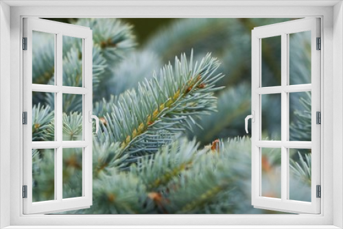 Fototapeta Naklejka Na Ścianę Okno 3D - Young decorative blue spruce. Needles of blue spruce close-up. T