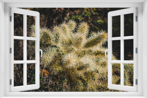 Fototapeta Naklejka Na Ścianę Okno 3D - Cactus in the desert