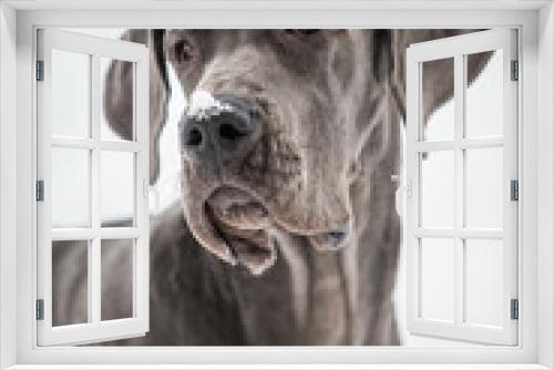 Fototapeta Naklejka Na Ścianę Okno 3D - Schneeflocke auf Hundenase ( Dogge )