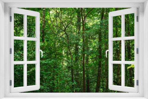Fototapeta Naklejka Na Ścianę Okno 3D - Green tropical jungle, rain forest.