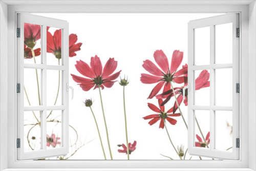 Fototapeta Naklejka Na Ścianę Okno 3D - Pink Cosmos flowers