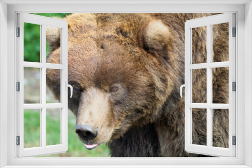 Fototapeta Naklejka Na Ścianę Okno 3D - Closeup Portait of a Beautiful Furry Grizzly Bear
