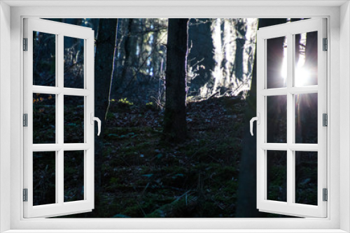 Fototapeta Naklejka Na Ścianę Okno 3D - Wunderbar natürlicher Lichteinfall im Wald