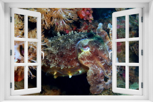 Fototapeta Naklejka Na Ścianę Okno 3D - Cuttlefish