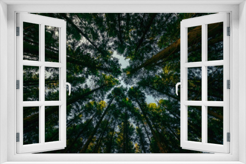 Fototapeta Naklejka Na Ścianę Okno 3D - Looking Up