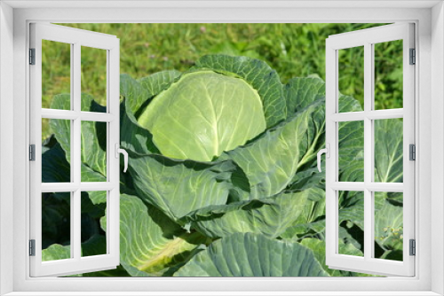 Fototapeta Naklejka Na Ścianę Okno 3D - Cabbage in the vegetable garden