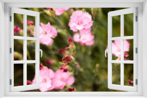 Fototapeta Naklejka Na Ścianę Okno 3D - Pretty pink flowers amidst grass