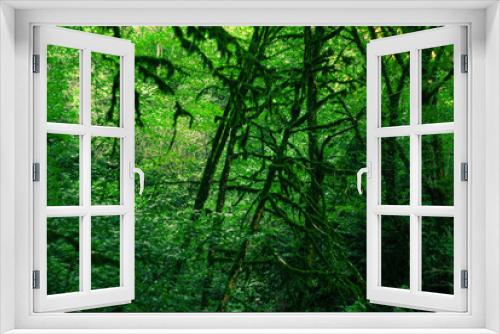 Fototapeta Naklejka Na Ścianę Okno 3D - background - subtropical forest, yew-boxwood grove with mossy tree trunks