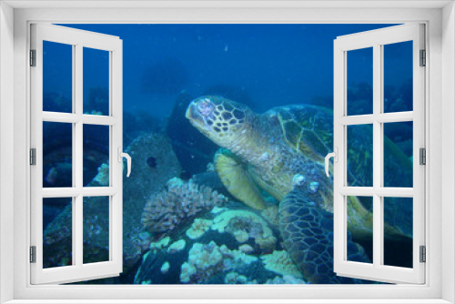 Fototapeta Naklejka Na Ścianę Okno 3D - Green Sea Turtle suffering from Fibropapillomatosis tumors