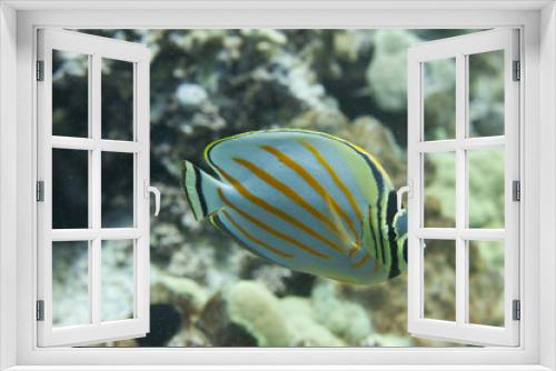 Fototapeta Naklejka Na Ścianę Okno 3D - Ornate Butterflyfish off Kona, Big Island, Hawaii