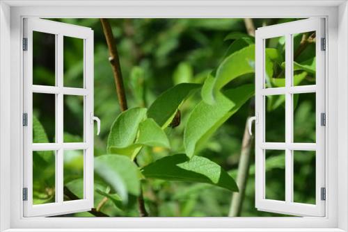 Fototapeta Naklejka Na Ścianę Okno 3D - Green leaf, insect, summer,