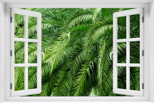 Fototapeta Naklejka Na Ścianę Okno 3D - palm leaf tree in park