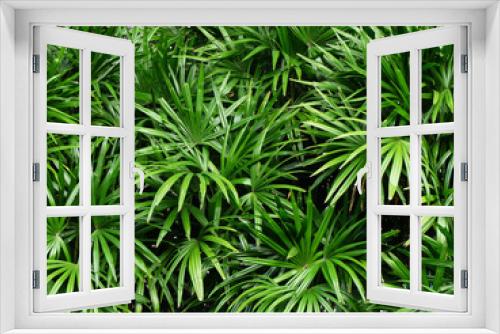 Fototapeta Naklejka Na Ścianę Okno 3D - green palm leaf